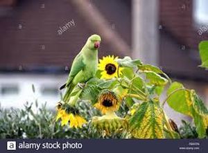uploads/images/pest/sunflower parakeet.jpg